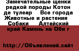 Замечательные щенки редкой породы Котон де тулеар  - Все города Животные и растения » Собаки   . Алтайский край,Камень-на-Оби г.